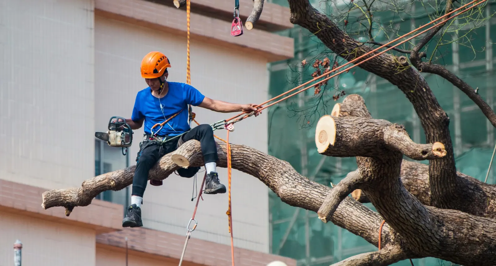 Climber rope-rigging a limb beside a building