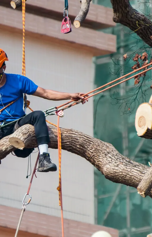 Arborist rope-rigging a limb beside a building