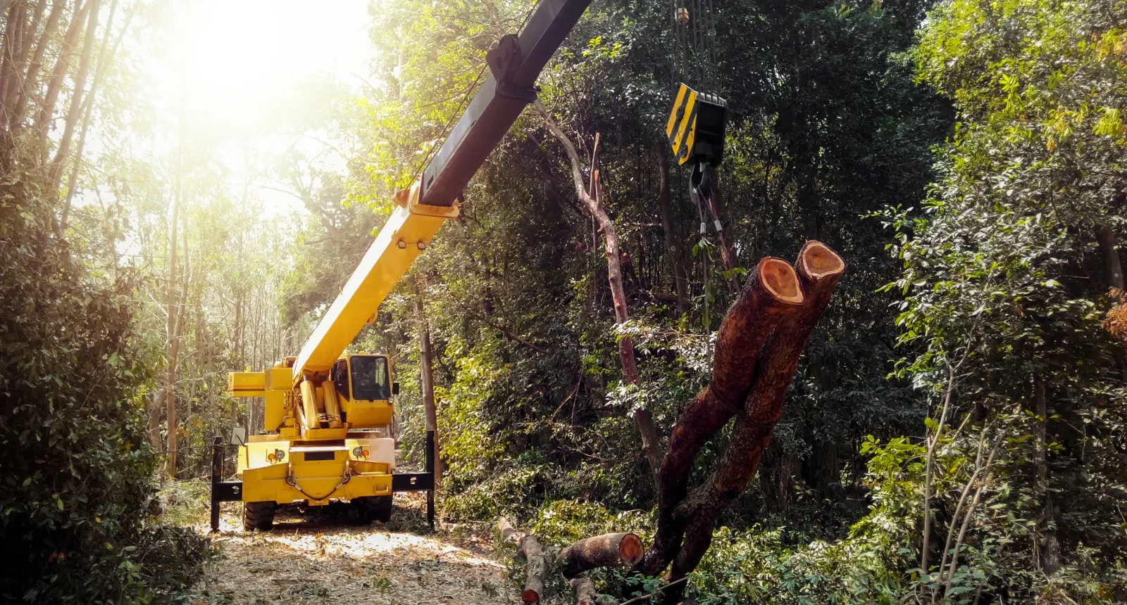 Yellow crane lifting a log in the woods during lot clearing