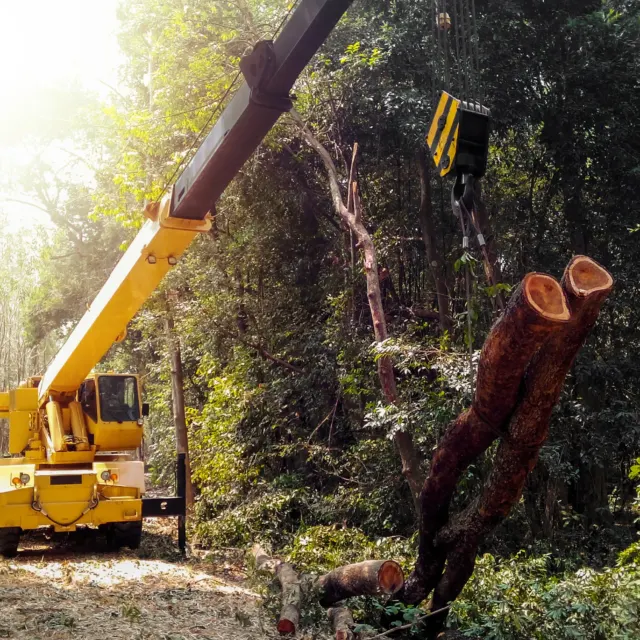 Yellow crane lifting a cut log in a wooded lot