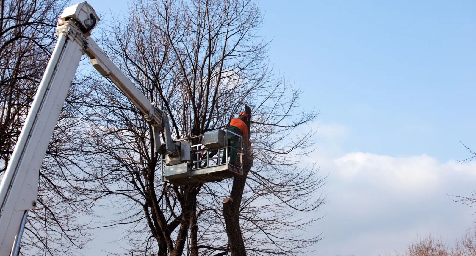 Bucket truck raised into a bare tree for emergency tree work