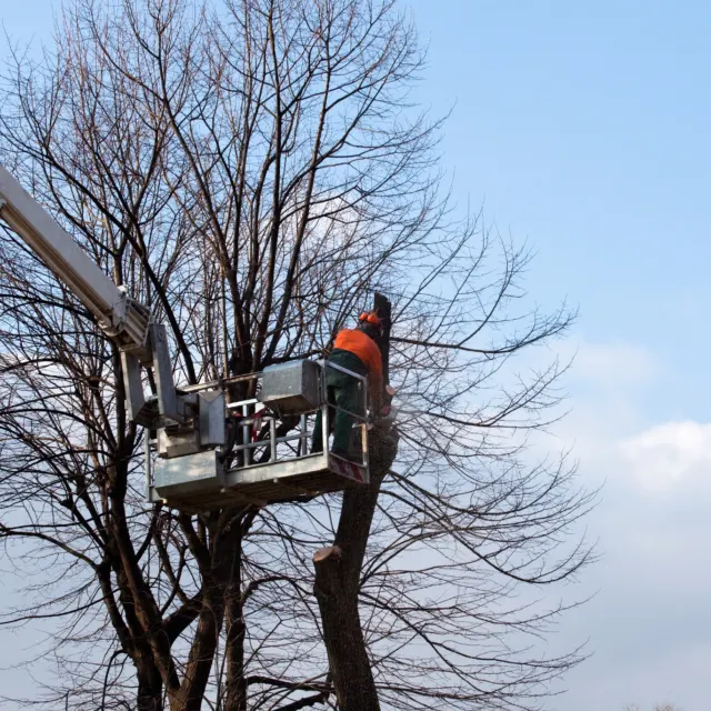 Bucket truck working in a bare tree