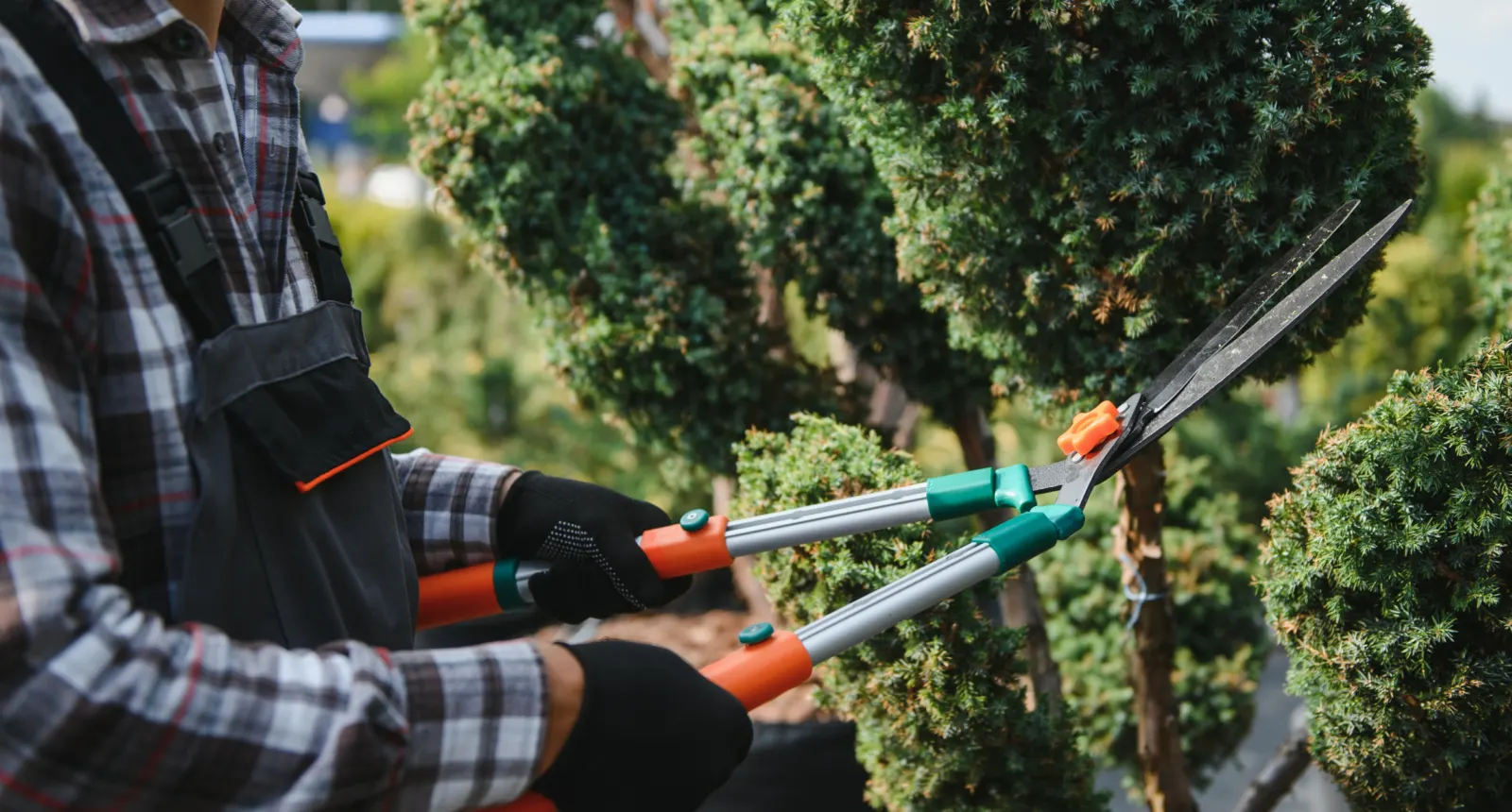 Hand pruning shears cutting back a shrub