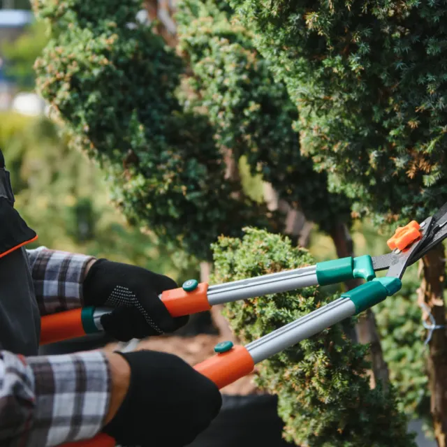 Hand pruning shears trimming a shrub