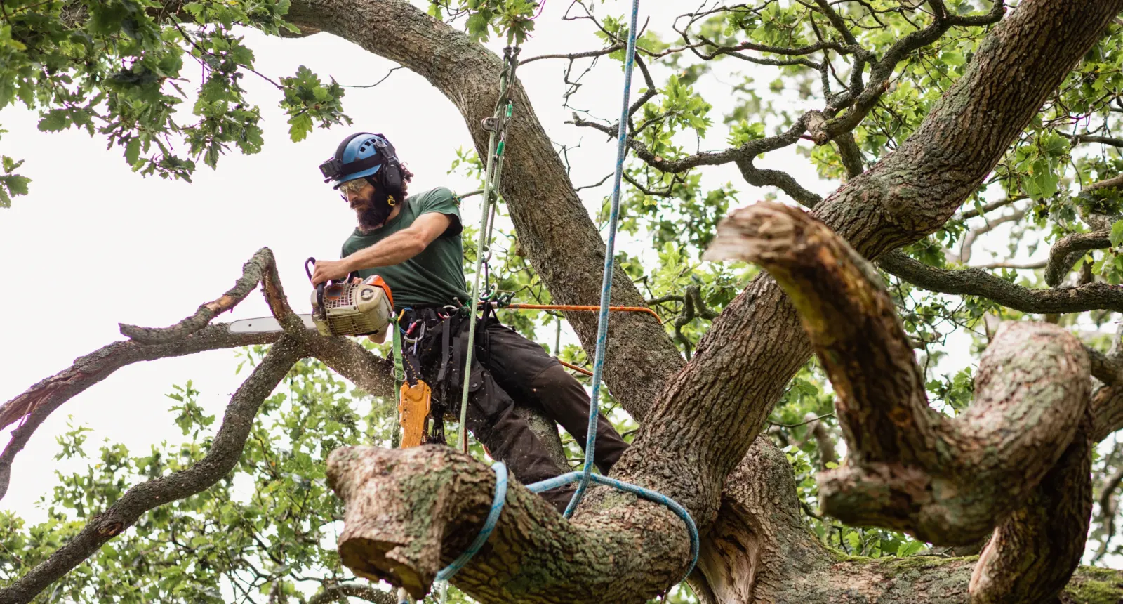 Climber working on a large oak limb