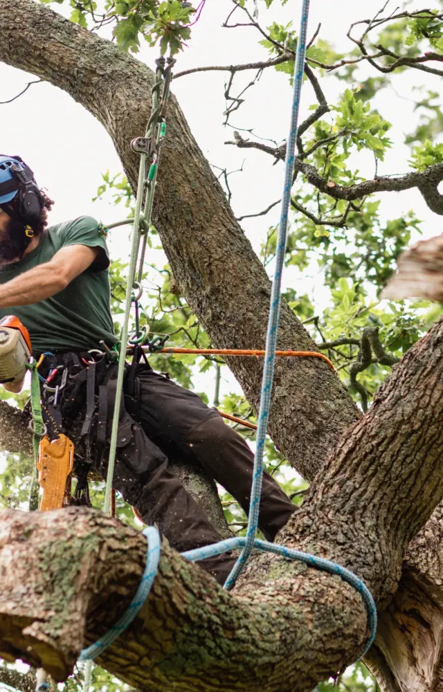 Climber working on a big oak limb