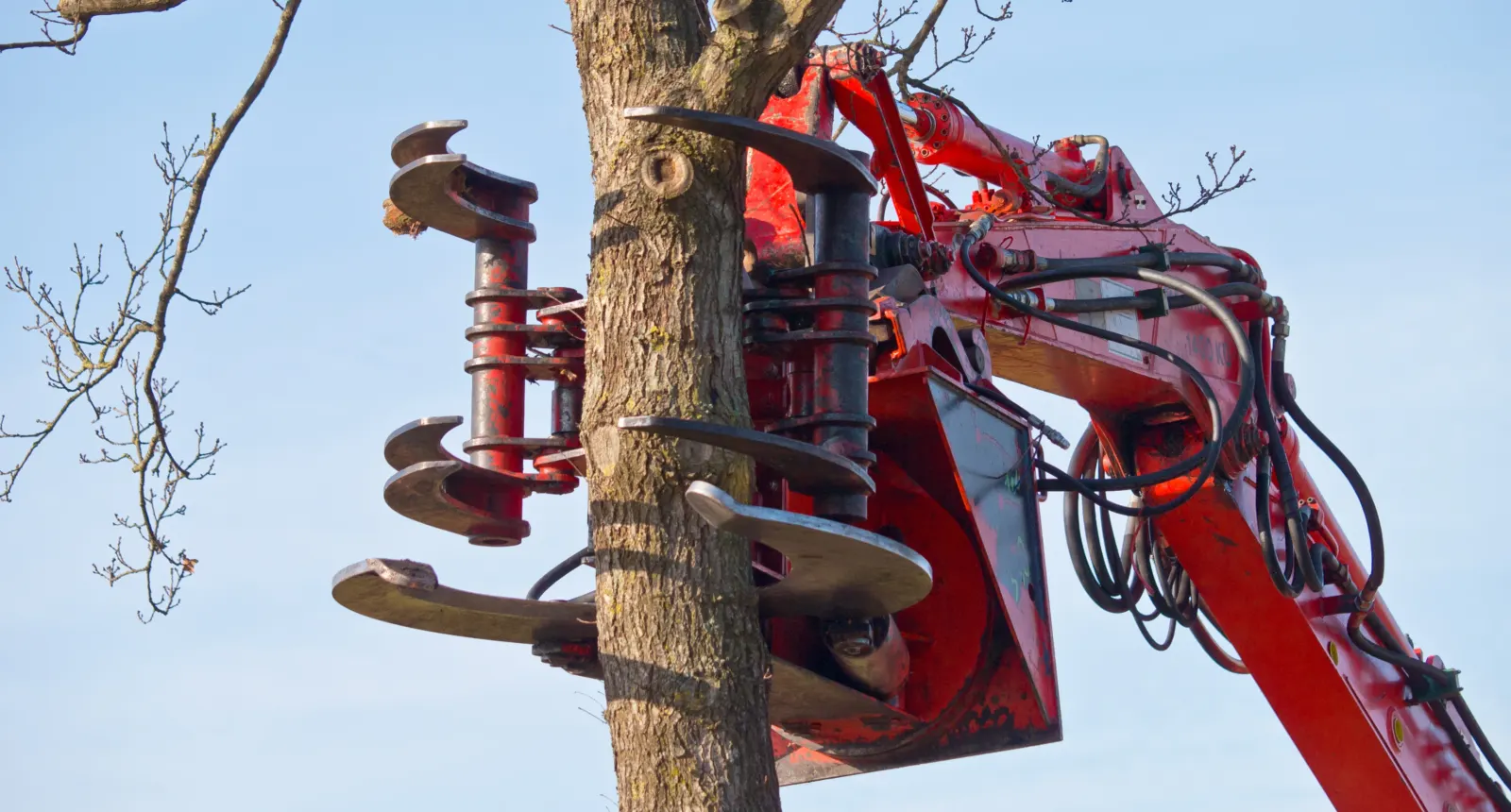 Grapple saw on a red crane boom cutting and lifting a tree section
