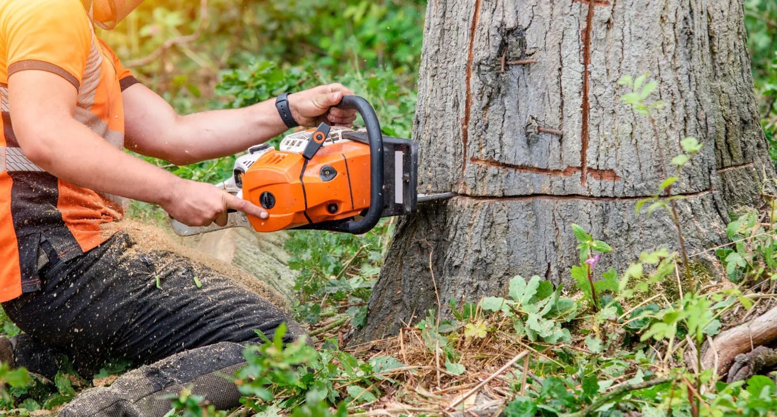 Arborist with a chainsaw at the base of a trunk