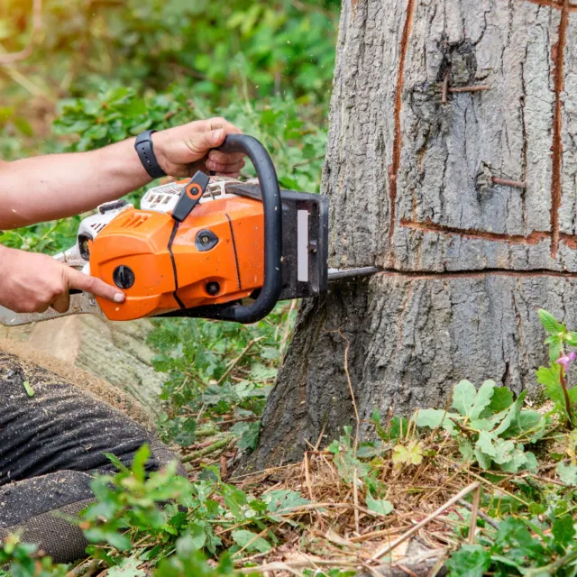 Arborist cutting at the base of a trunk with a chainsaw